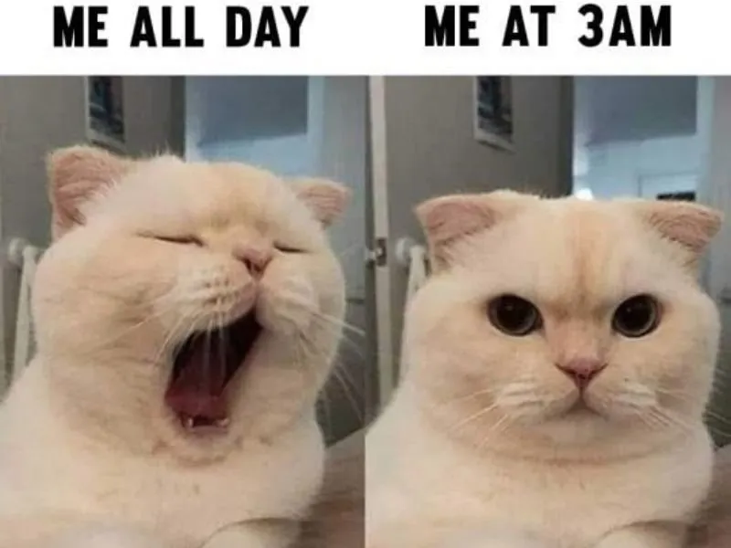 Cute meme tặng hoa khiến bạn cảm thấy ấm áp Cute meme tặng hoa khiến bạn cảm thấy ấm áp