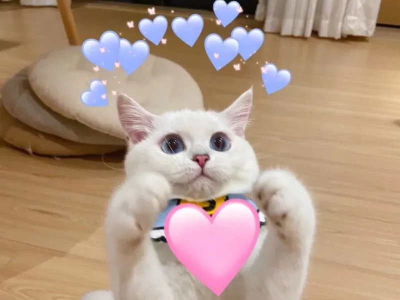 Meme chúc ngủ ngon đáng yêu khiến bạn cảm thấy vui vẻ Meme chúc ngủ ngon đáng yêu khiến bạn cảm thấy vui vẻ