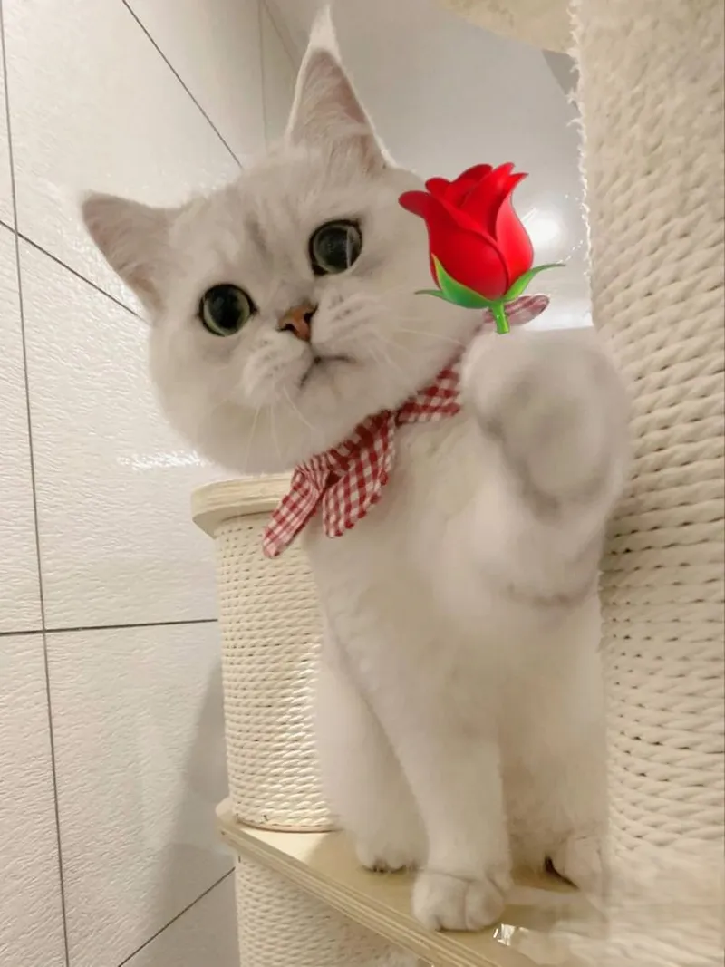 Meme chó đáng yêu khiến bạn cảm thấy thích thú Meme chó đáng yêu khiến bạn cảm thấy thích thú