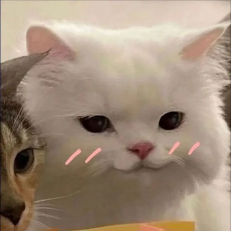 Meme ok cute khiến bạn cảm thấy vui vẻ Meme ok cute khiến bạn cảm thấy vui vẻ