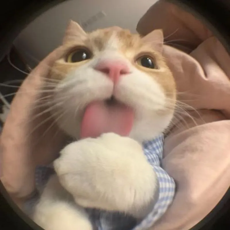 Meme xin lỗi cute thật dễ thương và hài hước Meme xin lỗi cute thật dễ thương và hài hước