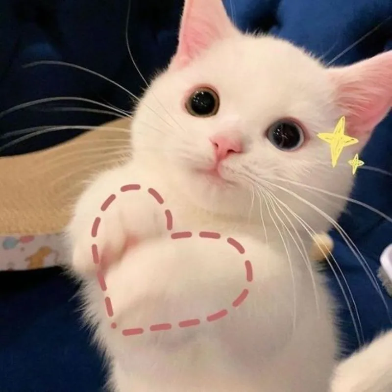Meme hoạt hình đáng yêu thật vui nhộn và thú vị Meme hoạt hình đáng yêu thật vui nhộn và thú vị