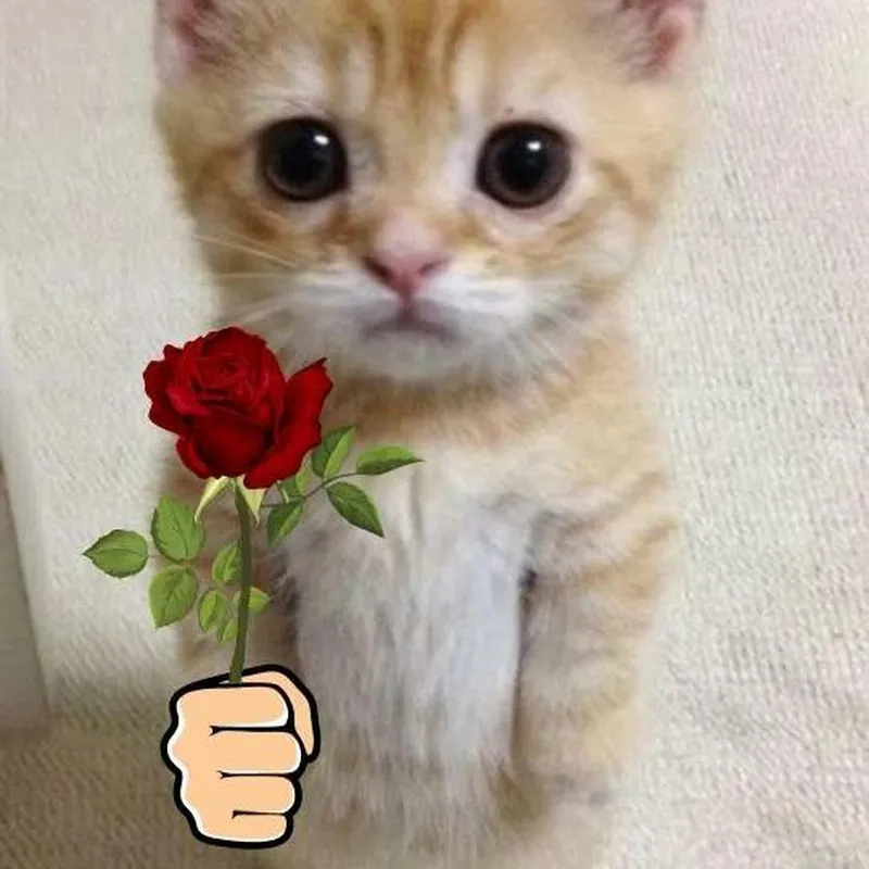Meme đáng suy ngẫm khiến bạn cảm thấy đồng cảm Meme đáng suy ngẫm khiến bạn cảm thấy đồng cảm