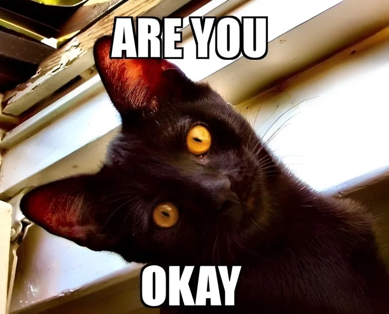 Ok meme mèo khiến bạn không thể nhịn cười Ok meme mèo khiến bạn không thể nhịn cười