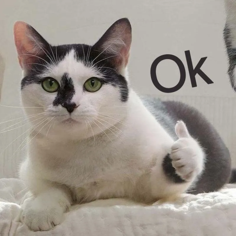 Meme mèo oke khiến bạn cảm thấy vui vẻ Meme mèo oke khiến bạn cảm thấy vui vẻ
