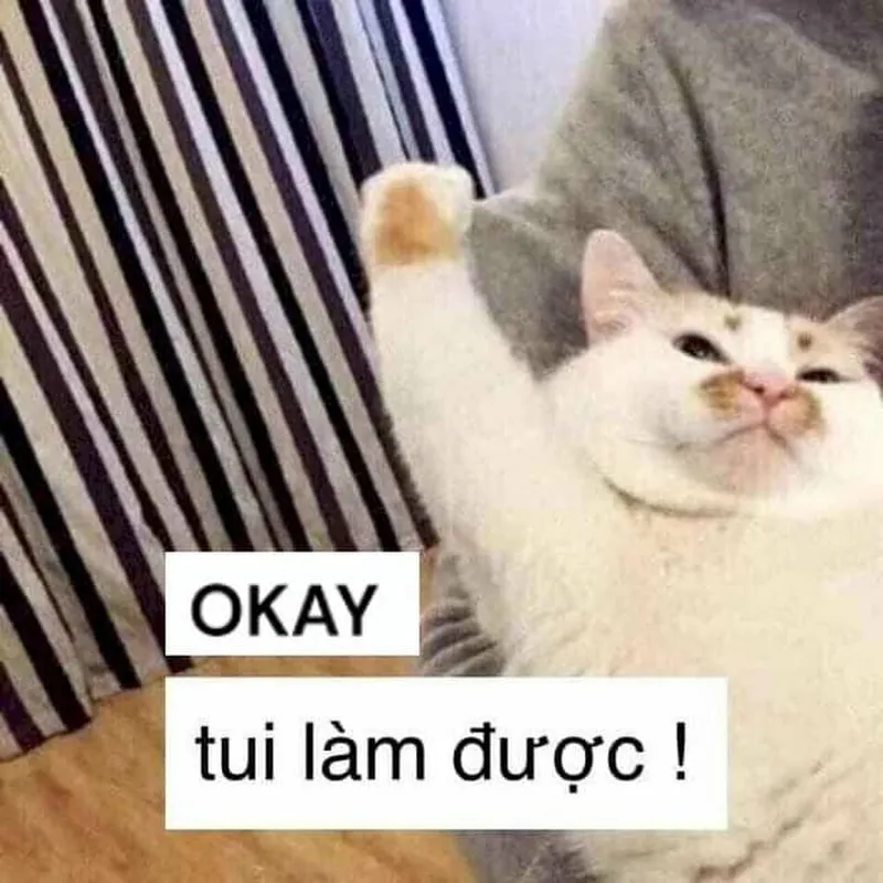 Meme ok bạn thật dễ thương và vui nhộn Meme ok bạn thật dễ thương và vui nhộn