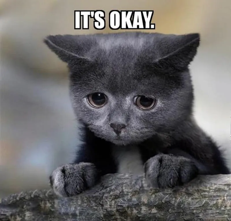 Meme ok bro khiến bạn cảm thấy thích thú Meme ok bro khiến bạn cảm thấy thích thú