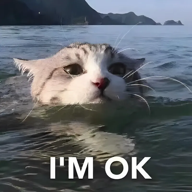 Ảnh ok meme thật dễ thương và vui nhộn Ảnh ok meme thật dễ thương và vui nhộn