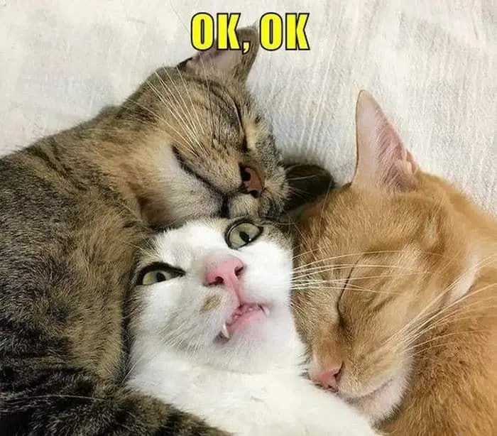 Meme ok ổn khiến bạn không thể nhịn cười Meme ok ổn khiến bạn không thể nhịn cười