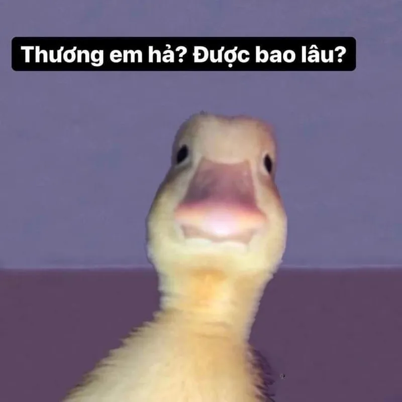 Ảnh vịt meme dễ thương khiến mọi người cảm thấy thích thú Ảnh vịt meme dễ thương khiến mọi người cảm thấy thích thú