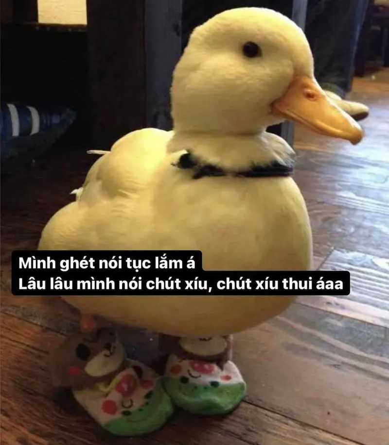 Hình con vịt meme giúp bạn ghi lại những khoảnh khắc vui vẻ Hình con vịt meme giúp bạn ghi lại những khoảnh khắc vui vẻ