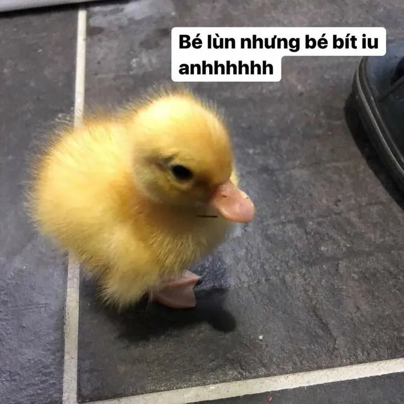 Thú mỏ vịt meme dễ thương khiến mọi người cảm thấy vui vẻ Thú mỏ vịt meme dễ thương khiến mọi người cảm thấy vui vẻ