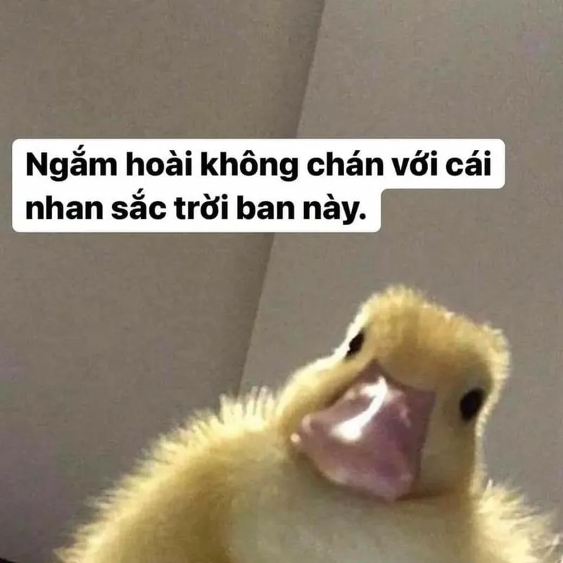 Con vịt cầm dao meme mang đến sự hài hước cho những ai yêu thích động vật Con vịt cầm dao meme mang đến sự hài hước cho những ai yêu thích động vật