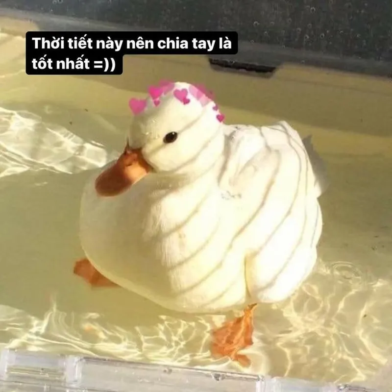 Meme con vịt cười dễ thương khiến mọi người cảm thấy vui vẻ Meme con vịt cười dễ thương khiến mọi người cảm thấy vui vẻ