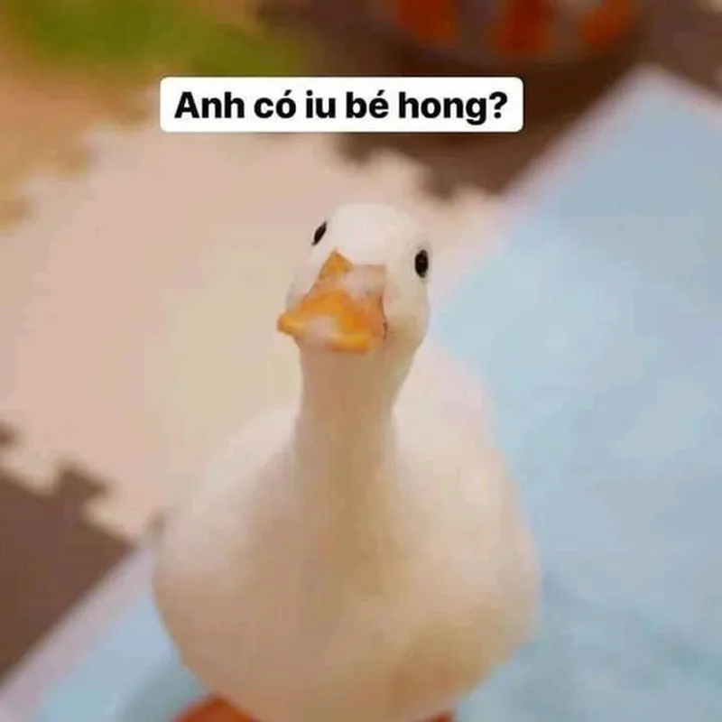 Hình nền vịt meme mang đến sự hài hước cho không gian làm việc Hình nền vịt meme mang đến sự hài hước cho không gian làm việc