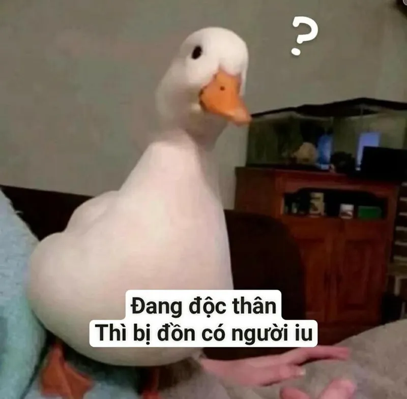Avatar con vịt meme giúp bạn thể hiện cá tính một cách sáng tạo Avatar con vịt meme giúp bạn thể hiện cá tính một cách sáng tạo