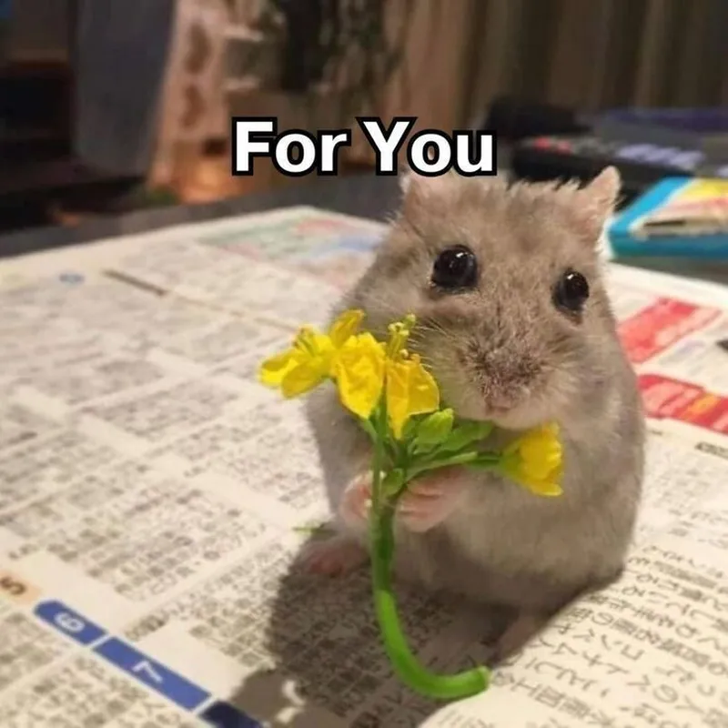 Tặng hoa hồng meme mèo mang đến sự dễ thương cho những ai yêu thích mèo Tặng hoa hồng meme mèo mang đến sự dễ thương cho những ai yêu thích mèo