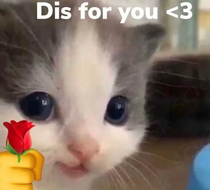 Meme tặng giúp bạn thể hiện sự hài hước một cách sáng tạo Meme tặng giúp bạn thể hiện sự hài hước một cách sáng tạo