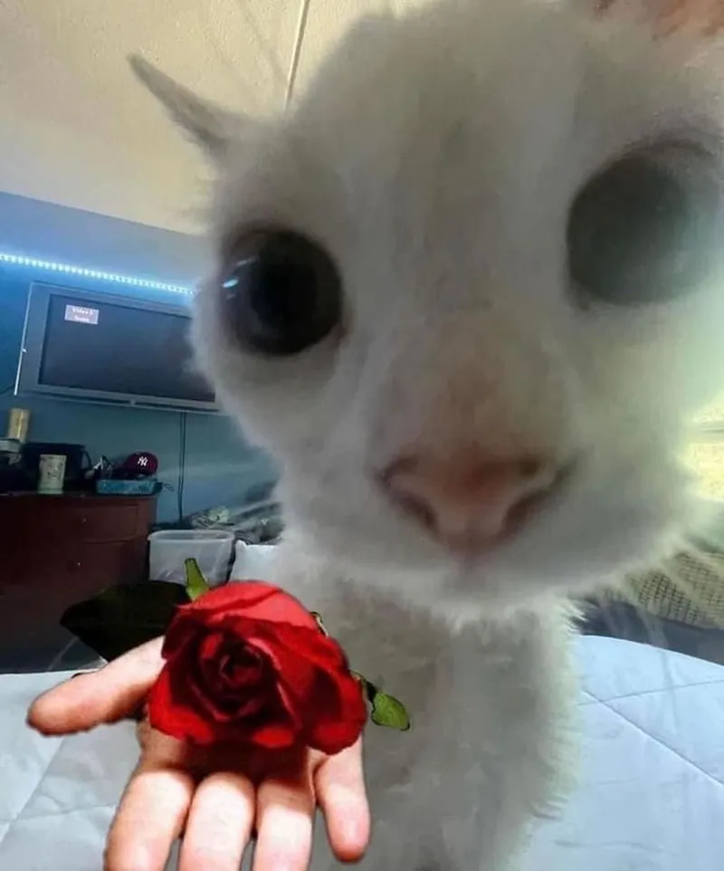 Ảnh meme tặng hoa giúp bạn thể hiện sự dễ thương một cách sáng tạo Ảnh meme tặng hoa giúp bạn thể hiện sự dễ thương một cách sáng tạo