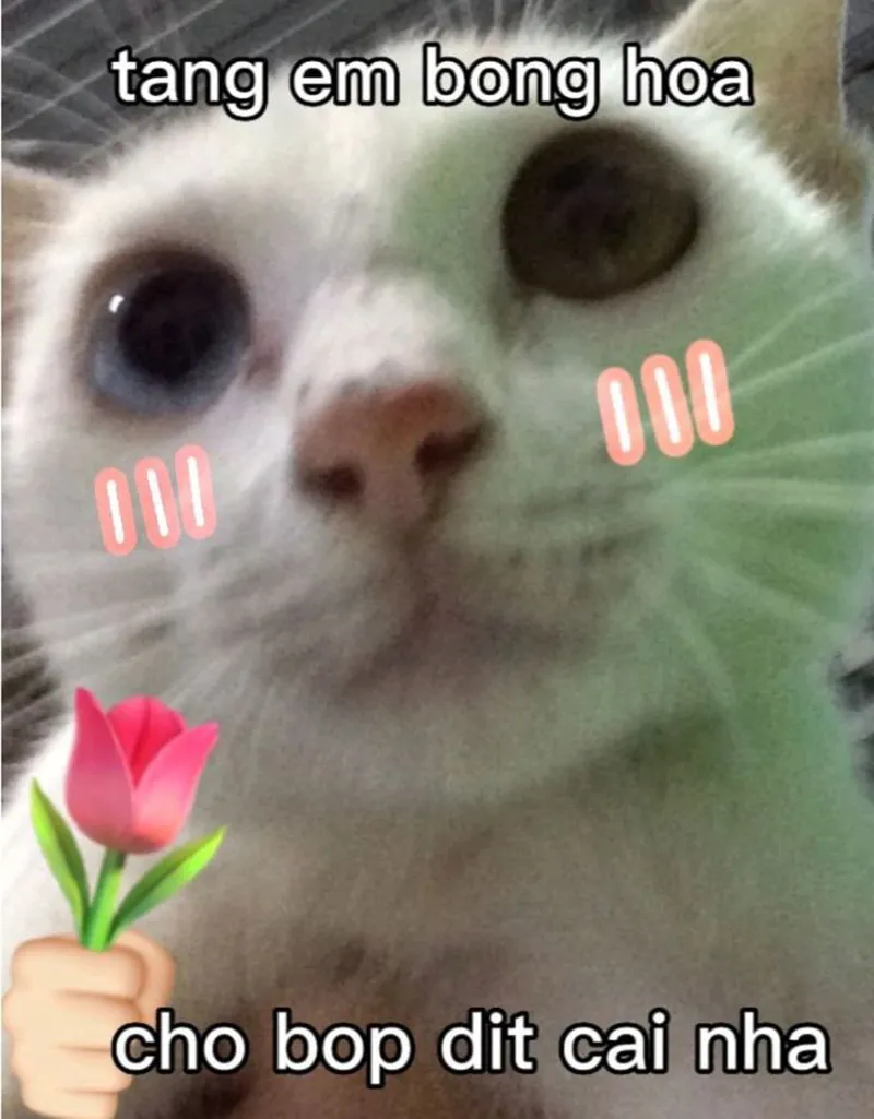 Cute meme tặng hoa mang đến sự dễ thương cho những ai yêu thích động vật Cute meme tặng hoa mang đến sự dễ thương cho những ai yêu thích động vật