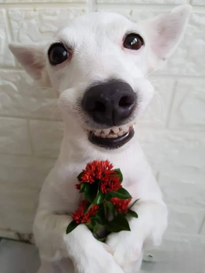Meme tặng hoa cute dễ thương khiến mọi người cảm thấy thích thú Meme tặng hoa cute dễ thương khiến mọi người cảm thấy thích thú