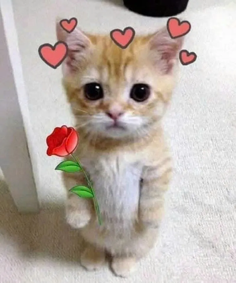 Meme tặng trái tim giúp bạn thể hiện tình cảm một cách sáng tạo Meme tặng trái tim giúp bạn thể hiện tình cảm một cách sáng tạo