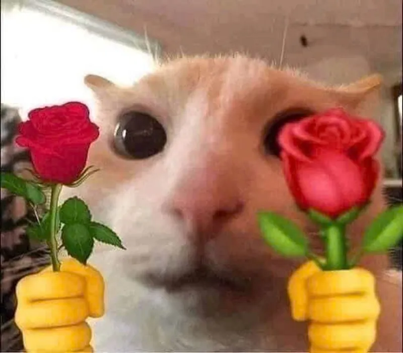 Meme mèo tặng hoa dễ thương khiến mọi người cảm thấy vui vẻ Meme mèo tặng hoa dễ thương khiến mọi người cảm thấy vui vẻ