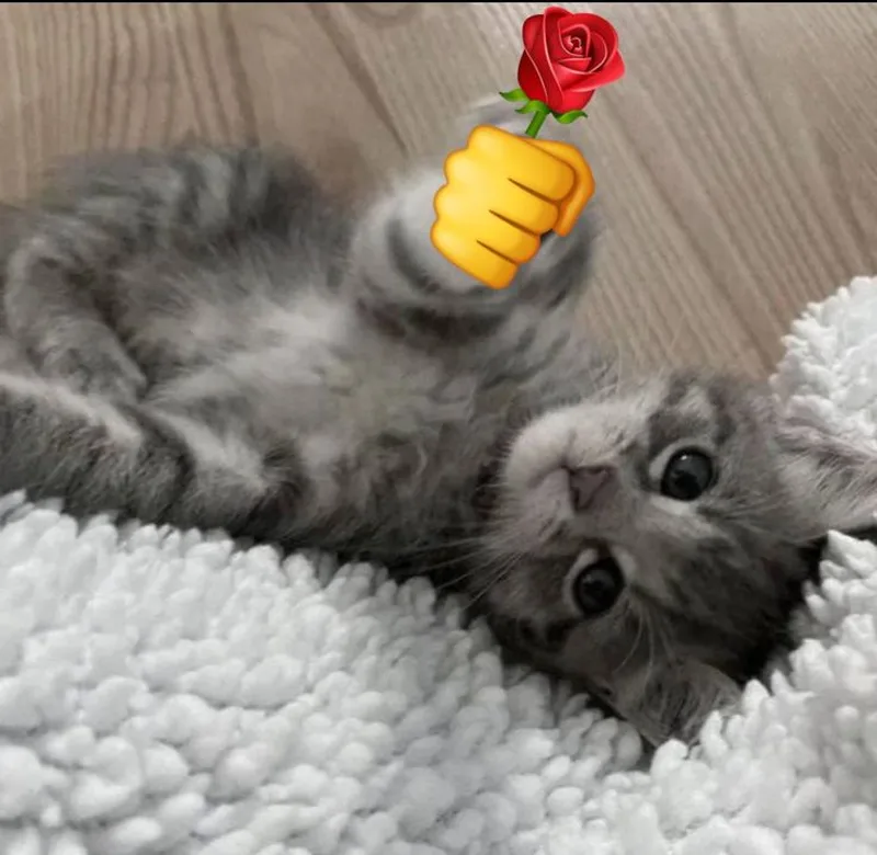 Con mèo tặng hoa meme mang đến sự hài hước cho những ai yêu thích động vật Con mèo tặng hoa meme mang đến sự hài hước cho những ai yêu thích động vật