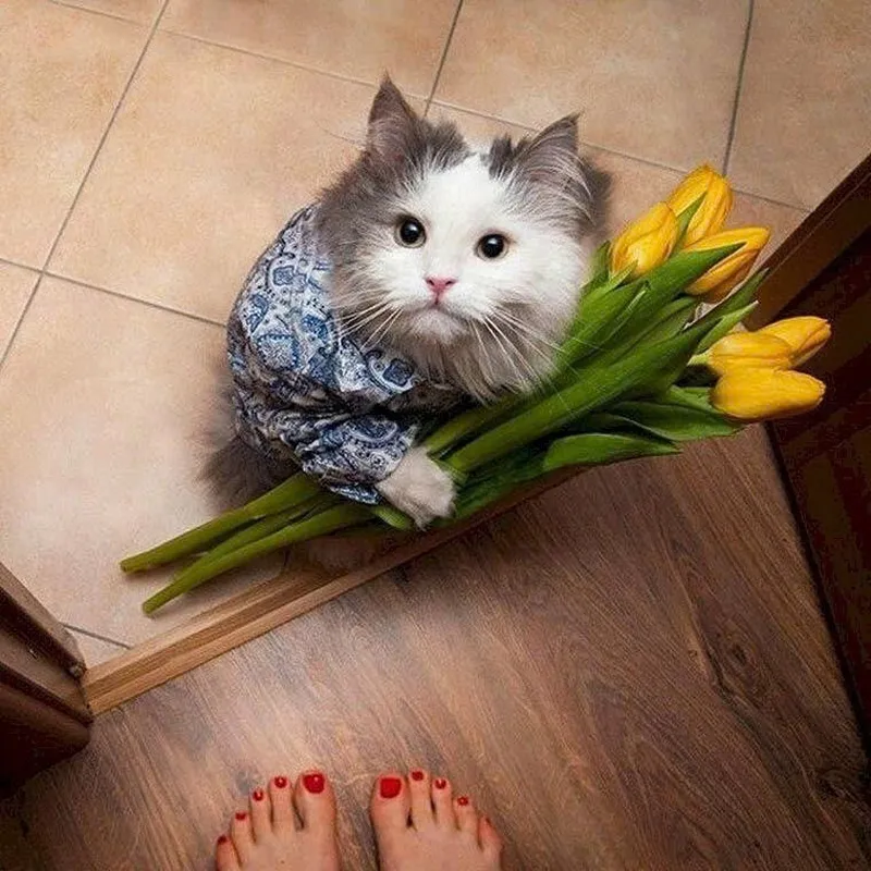Mèo tặng hoa meme mang đến sự dễ thương cho không gian làm việc Mèo tặng hoa meme mang đến sự dễ thương cho không gian làm việc