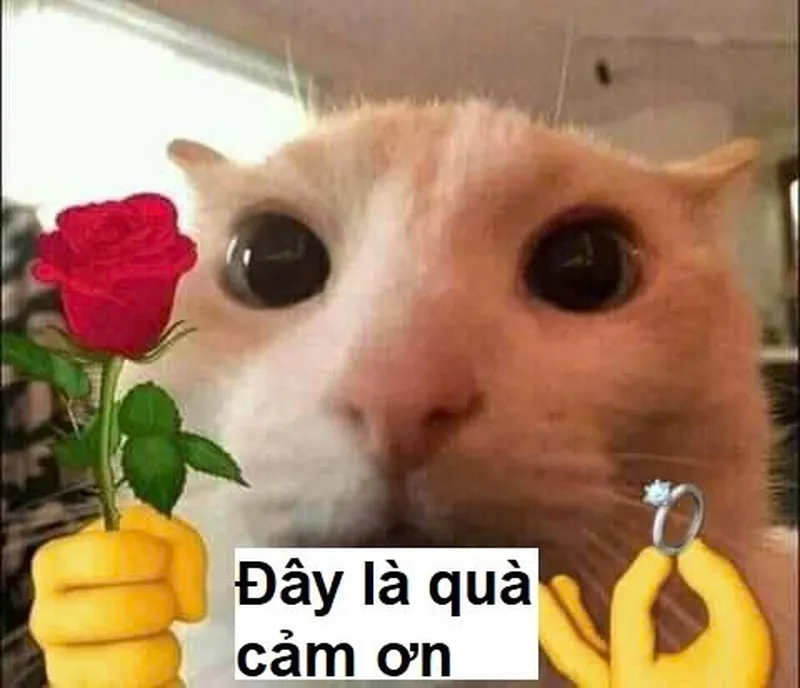 Cute meme mèo tặng hoa giúp bạn thể hiện tình cảm một cách ngọt ngào Cute meme mèo tặng hoa giúp bạn thể hiện tình cảm một cách ngọt ngào