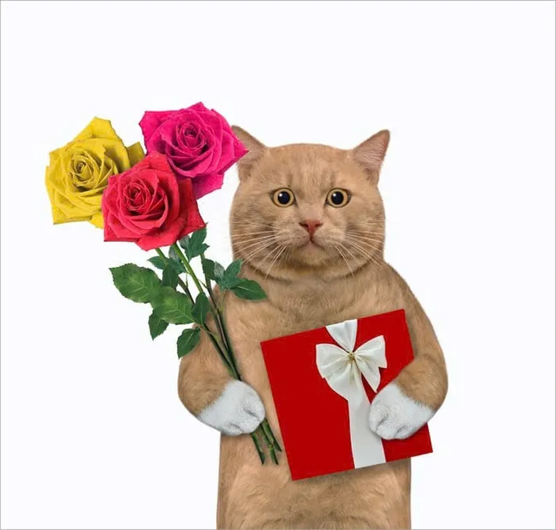 Meme mèo tặng bông mang đến sự hài hước cho những ai yêu thích mèo Meme mèo tặng bông mang đến sự hài hước cho những ai yêu thích mèo
