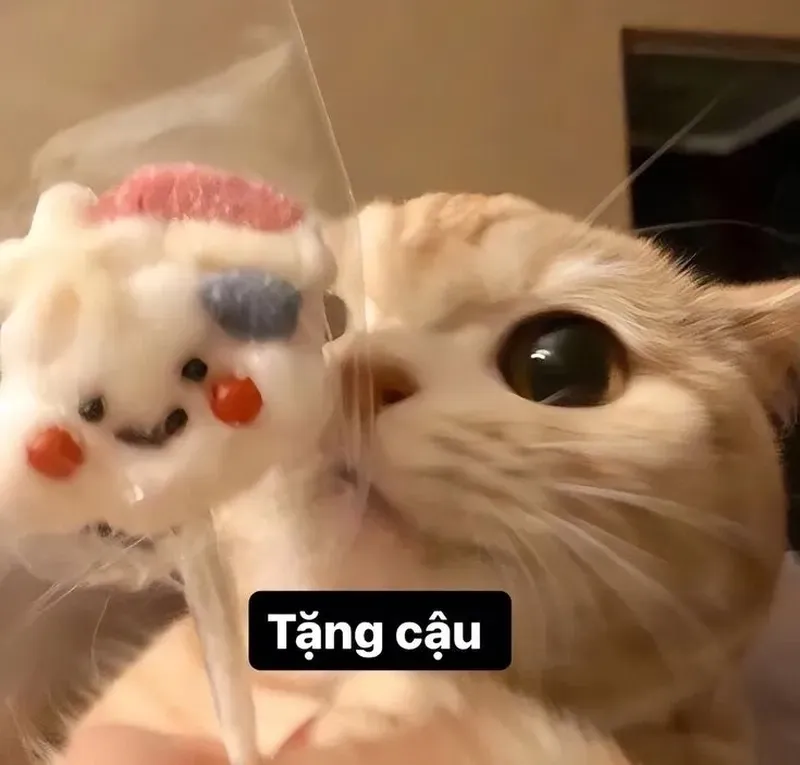 Ảnh meme mèo tặng hoa giúp bạn thể hiện sự dễ thương một cách sáng tạo Ảnh meme mèo tặng hoa giúp bạn thể hiện sự dễ thương một cách sáng tạo