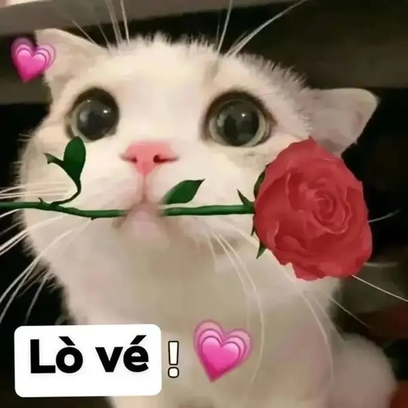 Meme mèo tặng nhẫn thể hiện sự hài hước trong những tình huống bất ngờ Meme mèo tặng nhẫn thể hiện sự hài hước trong những tình huống bất ngờ