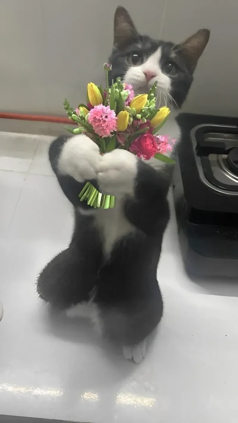 Meme tặng nhẫn giúp bạn thể hiện tình cảm một cách sáng tạo Meme tặng nhẫn giúp bạn thể hiện tình cảm một cách sáng tạo