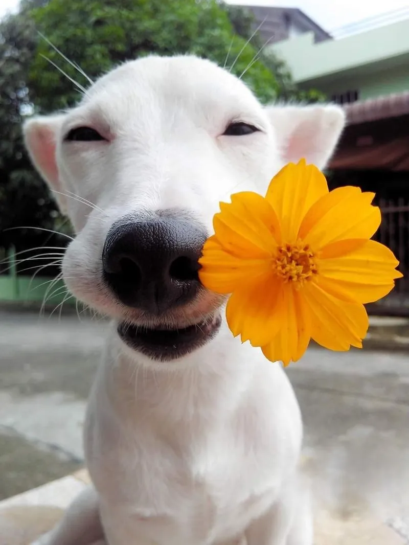 Meme tặng hoa mèo giúp bạn thể hiện tình cảm một cách sáng tạo Meme tặng hoa mèo giúp bạn thể hiện tình cảm một cách sáng tạo