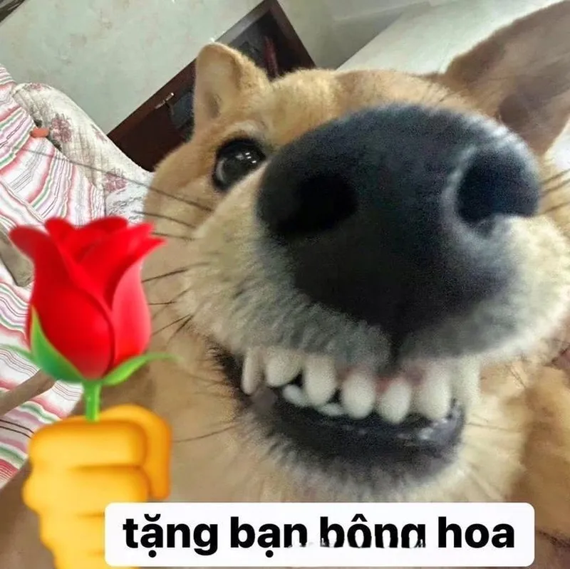 Meme mèo tặng trái tim dễ thương khiến mọi người cảm thấy vui vẻ Meme mèo tặng trái tim dễ thương khiến mọi người cảm thấy vui vẻ
