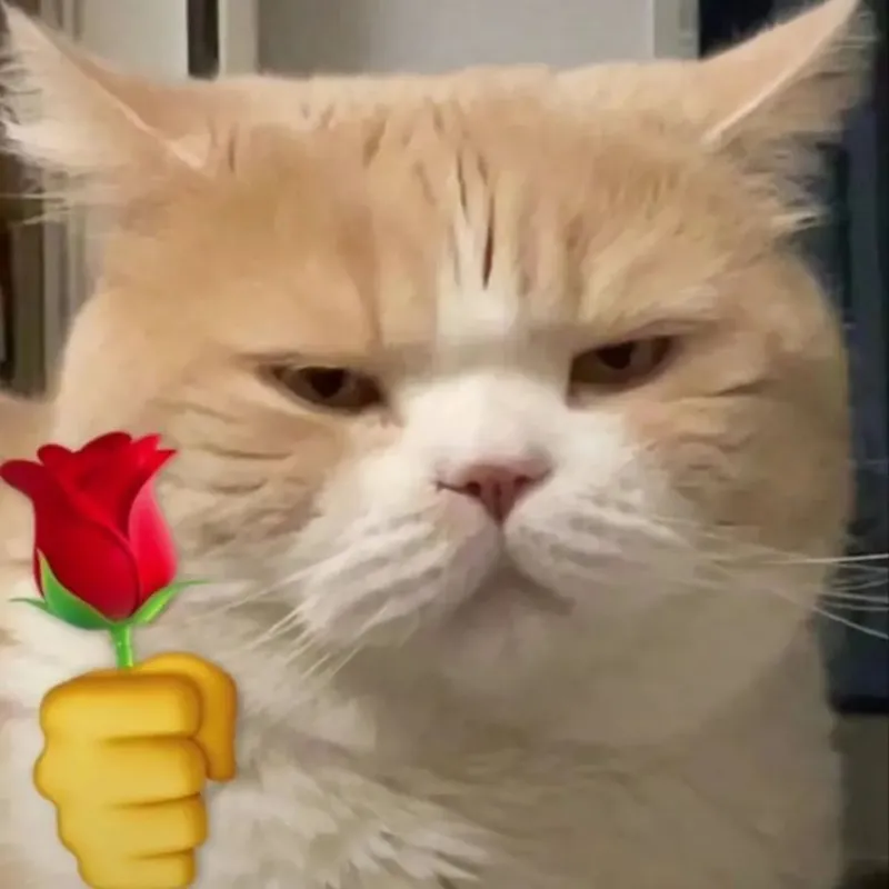 Mèo meme tặng quà mang đến sự hài hước cho những ai yêu thích động vật Mèo meme tặng quà mang đến sự hài hước cho những ai yêu thích động vật