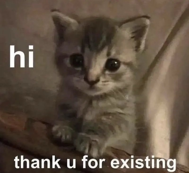 Cat meme hi dễ thương khiến mọi người không thể cưỡng lại