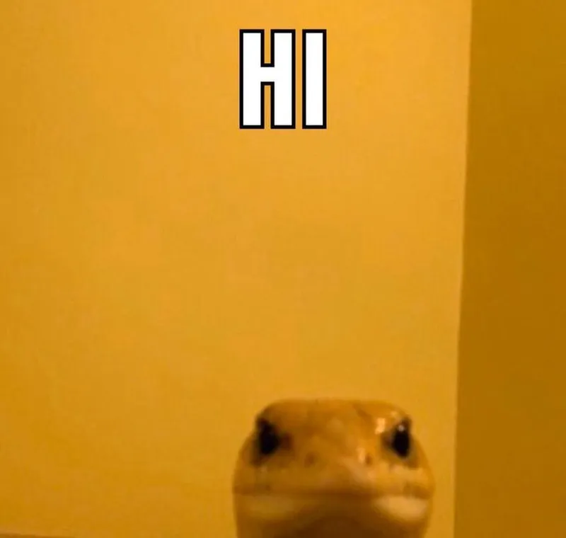Dog meme hi mang lại sự vui vẻ cho những người yêu chó