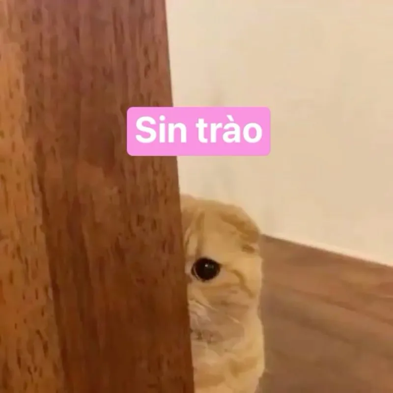 Sushi meme mang đến sự thú vị cho những ai yêu thích ẩm thực