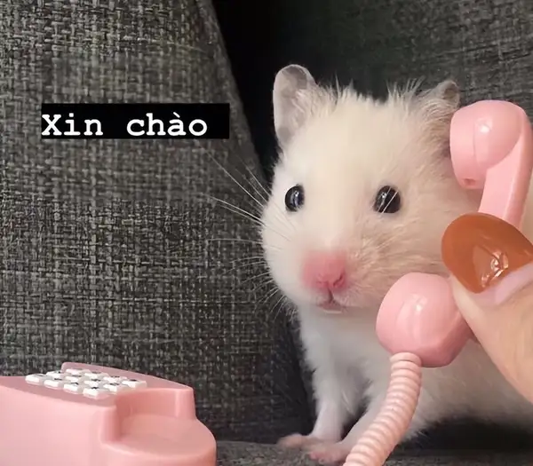 Hamster meme hi dễ thương cho những ai yêu thích động vật