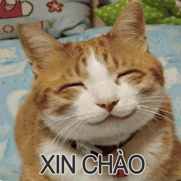 Hello everyone meme là cách chào hỏi mọi người một cách vui vẻ