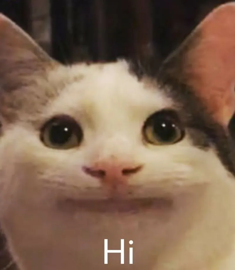 Hello meme gif giúp bạn gửi lời chào một cách sinh động và vui nhộn