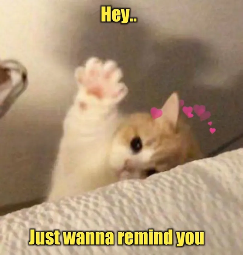 Meme hello bây bê dễ thương cho những ai yêu thích sự ngọt ngào