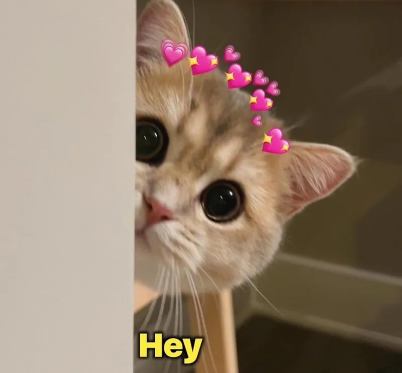 Meme đội quần hello kitty dễ thương cho những ai yêu thích nhân vật này