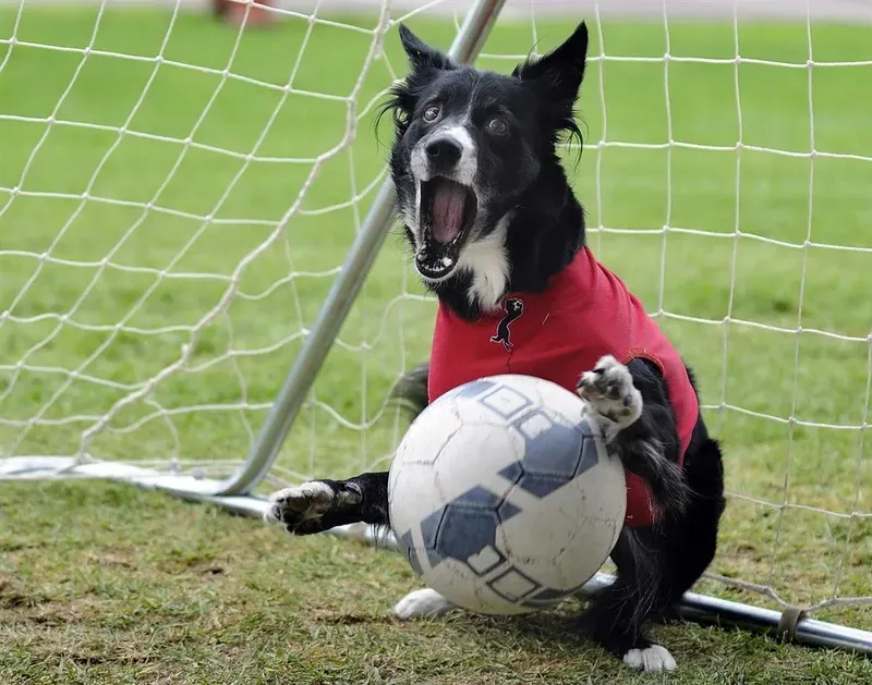Messi chile meme khiến bạn cảm thấy vui vẻ Messi chile meme khiến bạn cảm thấy vui vẻ