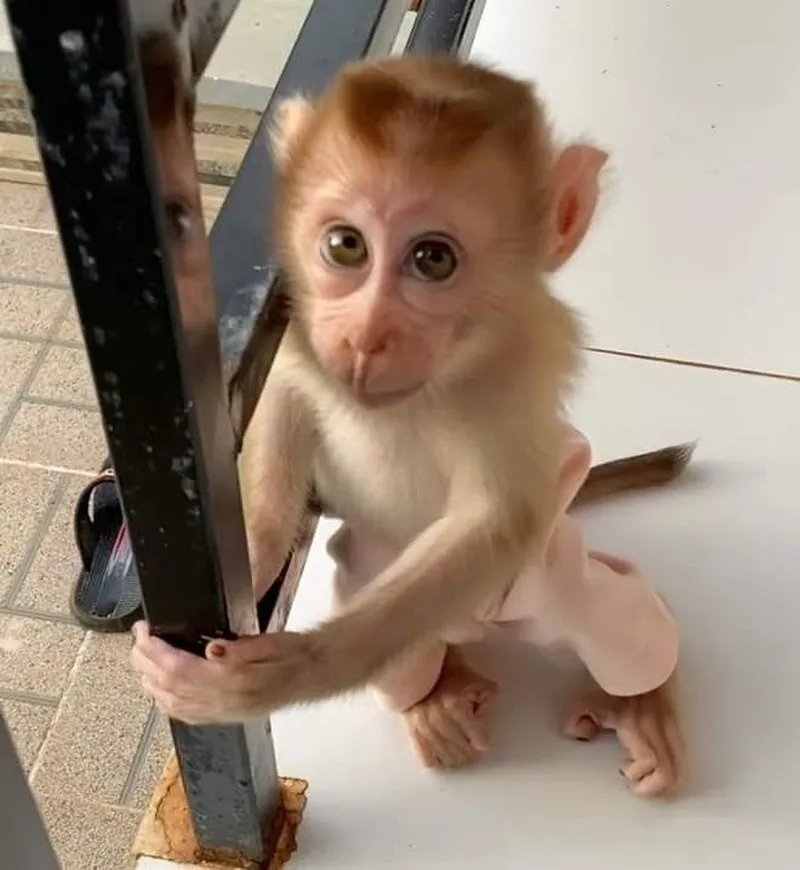 Khỉ cười meme là biểu tượng cho niềm vui và sự lạc quan