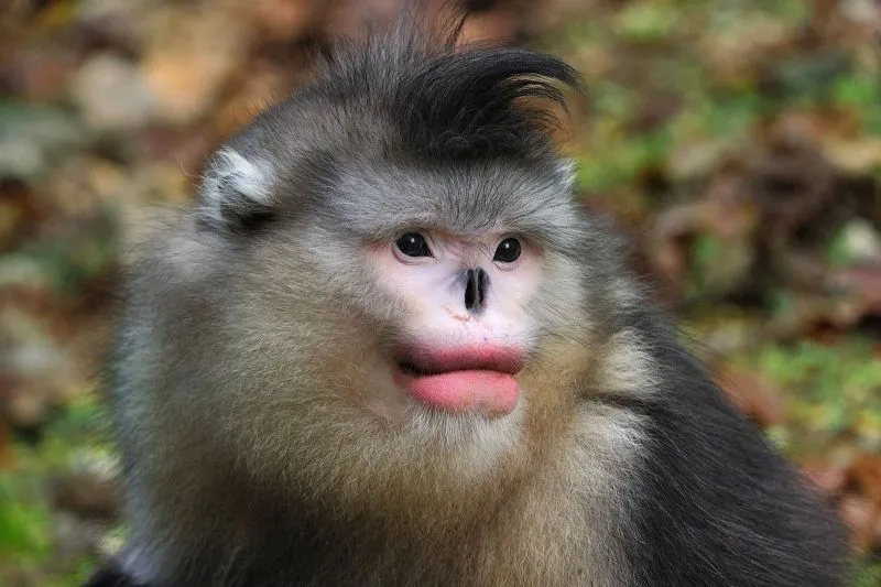 Meme con khỉ cười là nguồn cảm hứng cho những khoảnh khắc vui vẻ