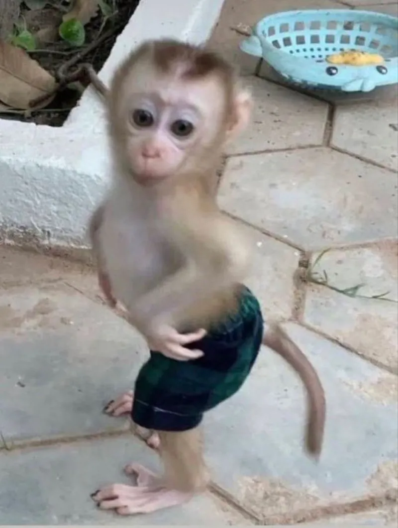 Meme con khỉ ôm đầu thể hiện sự bối rối đầy hài hước