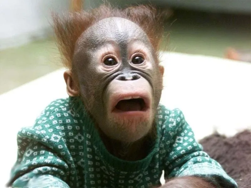 Meme khỉ não nhỏ khiến bạn cảm thấy thoải mái hơn